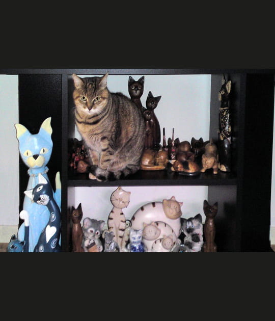 Chat de collection