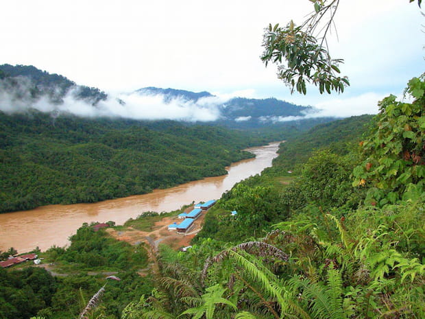 La jungle du Sarawak, Malaisie