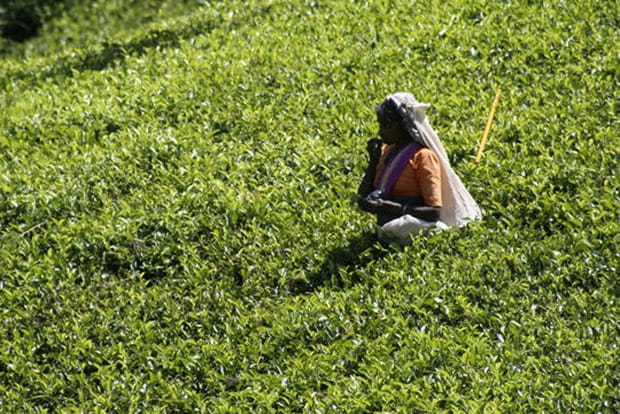Midi : pause déjeuner dans les champs de thé du Sri Lanka