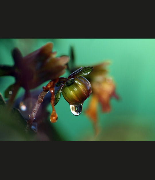 Apr&egrave;s la pluie