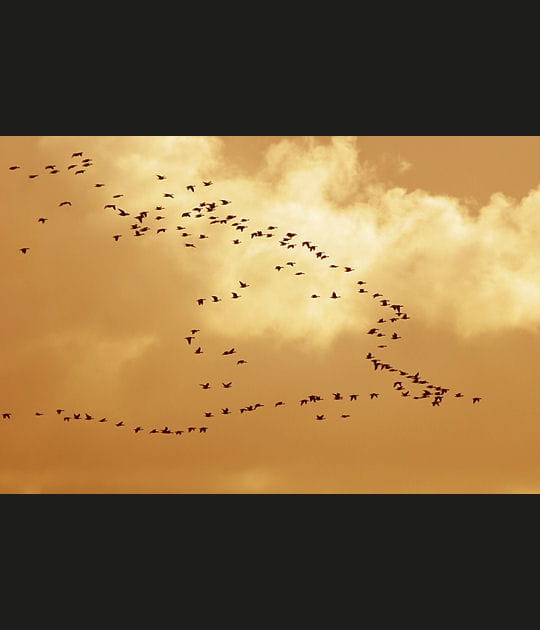 Migration vers d'autres cieux