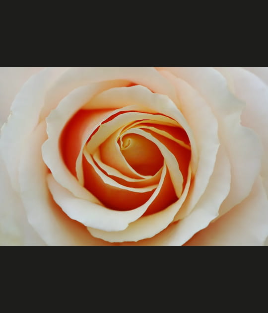 Le c&oelig;ur d'une rose