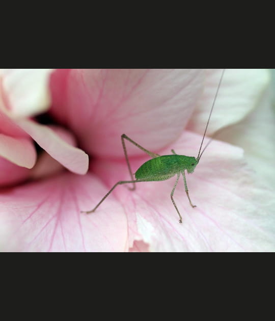 La vie en rose