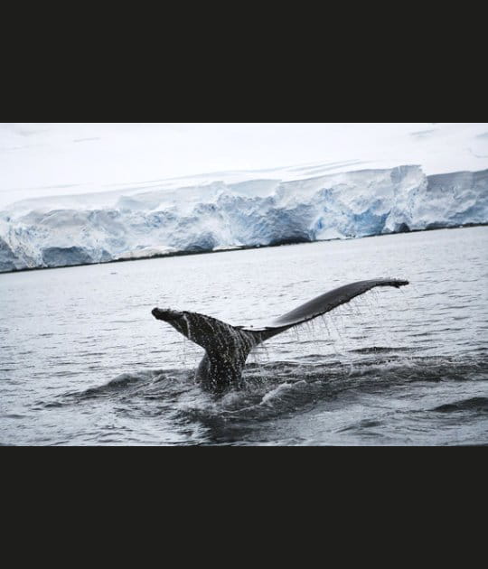 Baleine &agrave; l'horizon