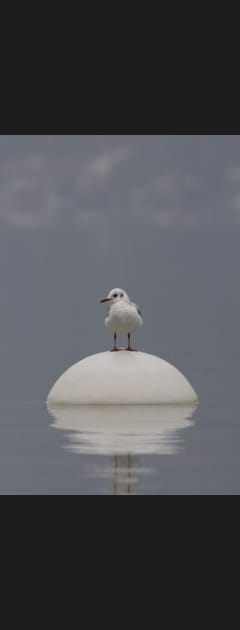 Une mouette, maitre nageur