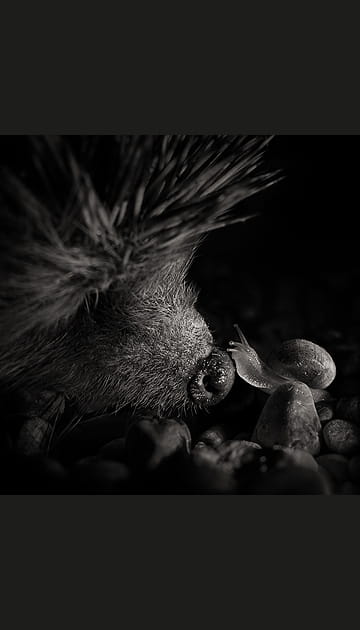 L'improbable baiser baveux
