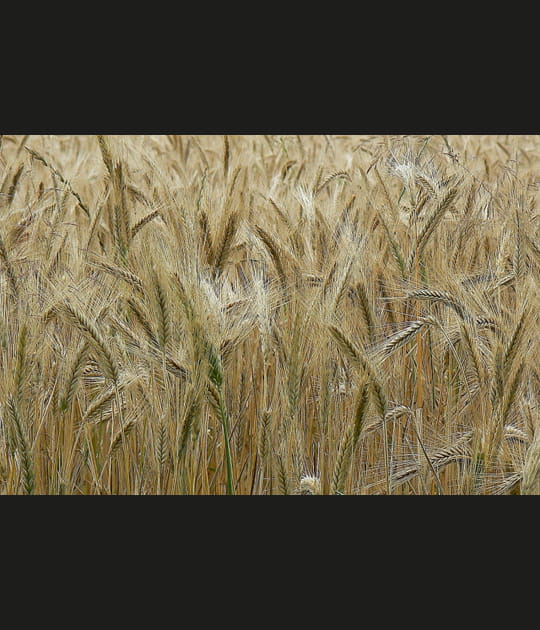 Comme un tableau
