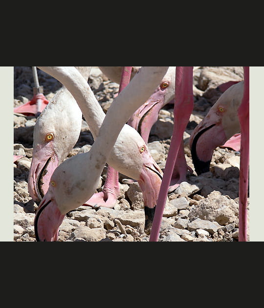 Flamants roses
