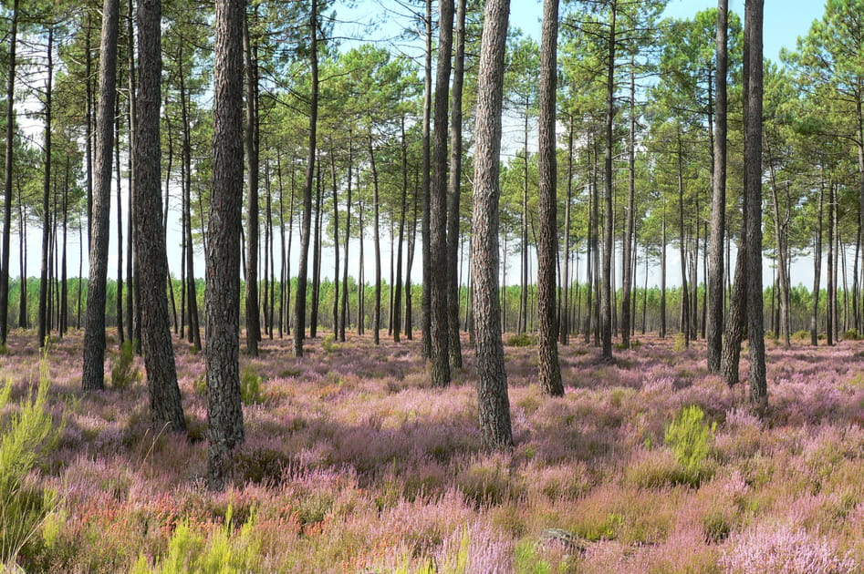 For&ecirc;t landaise