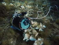 A l'écoute de la nature : Le mystère du poisson invisible
