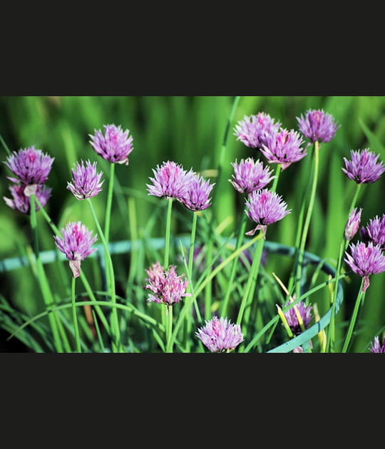 Fleurs de ciboulette