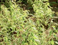 Les infusions en pleine ébullition
