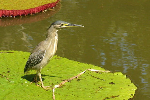 Volatile sur nénuphar géant