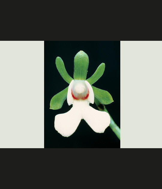 Des hybrides de toute beaut&eacute;