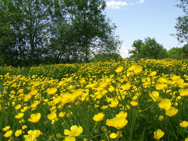 Boutons d'or en Normandie
