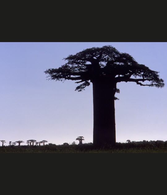 L'all&eacute;e des baobabs, Madagascar
