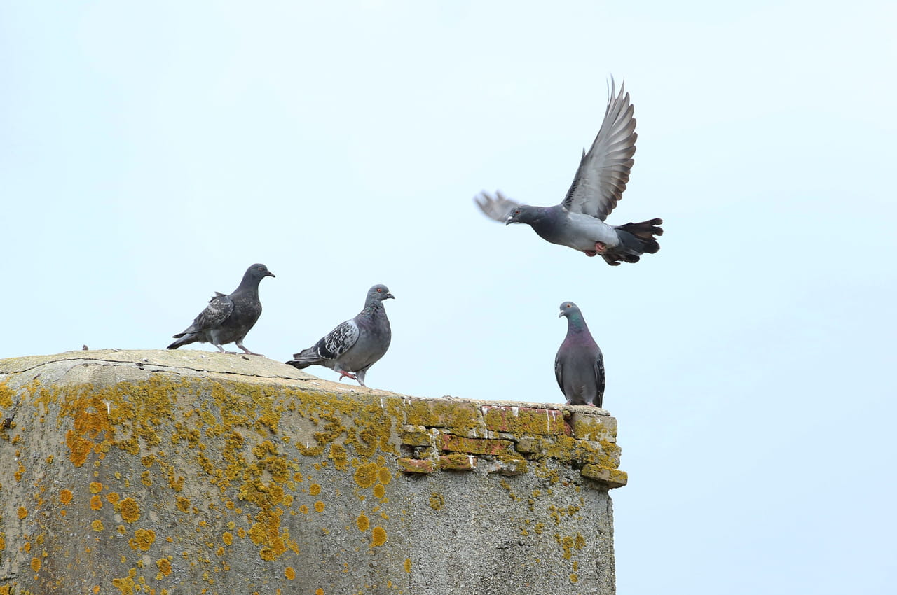 Normandie. Les fientes de pigeon les poussent Ã  changer de logement, ils ne peuvent plus...