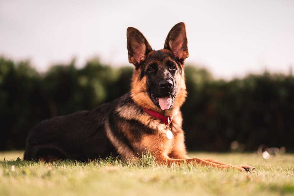Berger Allemand&nbsp;: leur foi inn&eacute;e et leur forte nature d&eacute;fensive font d'eux l'une des races de chiens les plus protectrices.