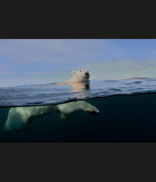 Ours Polaire du Canada