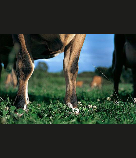 La vache jersiaise