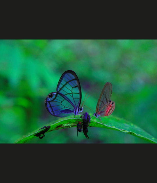 Deux papillons sur une feuille d'heliconia