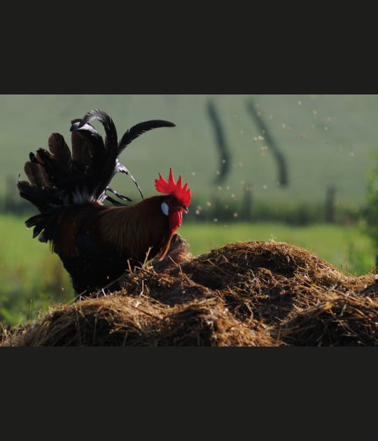 Le coq veille au grain