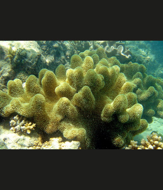 L'ondulation du corail mou