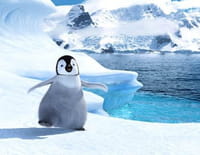 Happy Feet