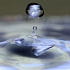 goutte