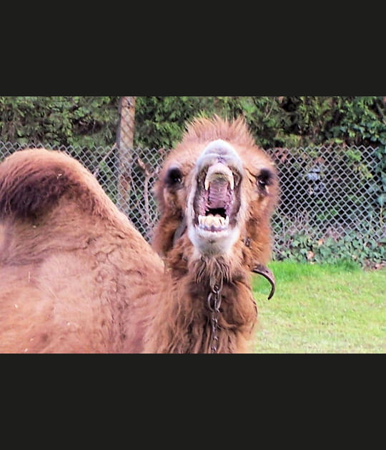Le roi de la grimace