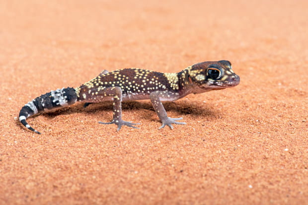 Sri Lanka : le gecko vous aide à prendre une décision
