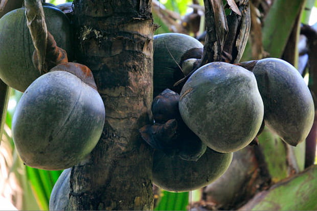 Coco-fesse sur l'arbre à Praslin