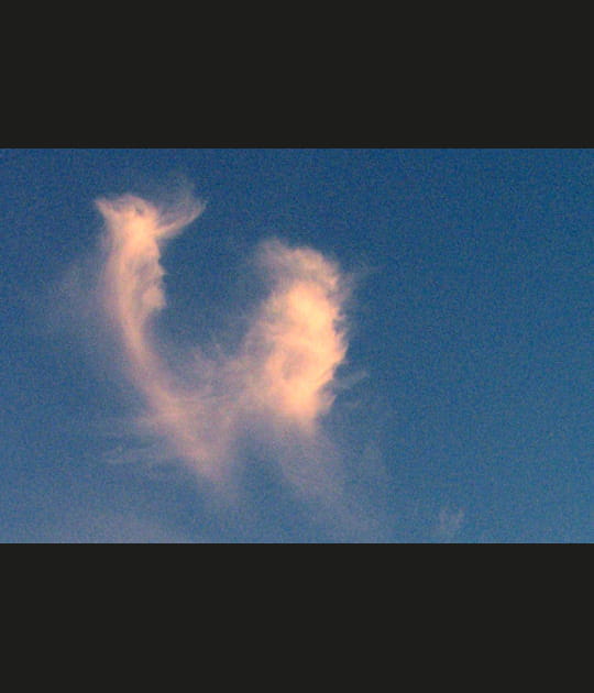 Un coq&nbsp;?