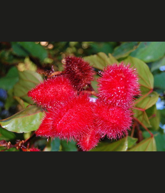 Pompoms rouges