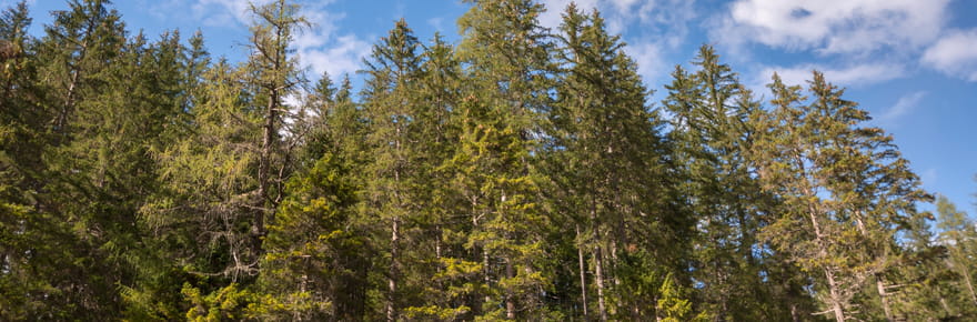 Quels sont les pays o&ugrave; les for&ecirc;ts s'agrandissent&nbsp;? La France en bonne position du classement mondial
