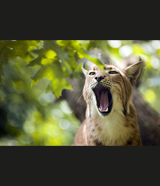 En suivant le lynx &agrave; pas feutr&eacute;s