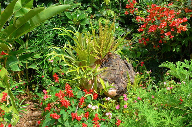 La luxuriance réunionnaise