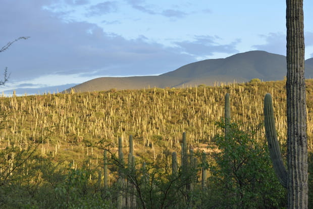 La vallée de Tehuacan-Cuicatlan au Mexique