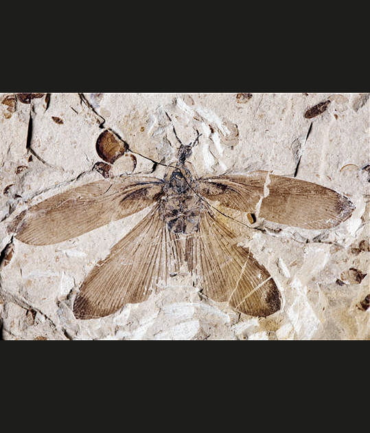 Une blatte gigantesque