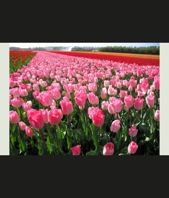 Tulipes