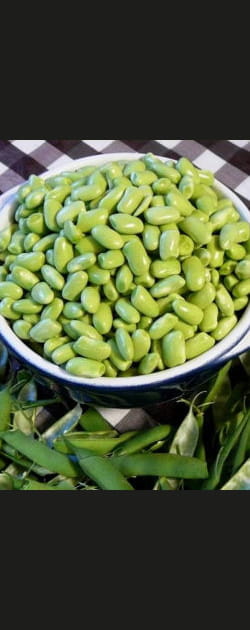 La fin des haricots