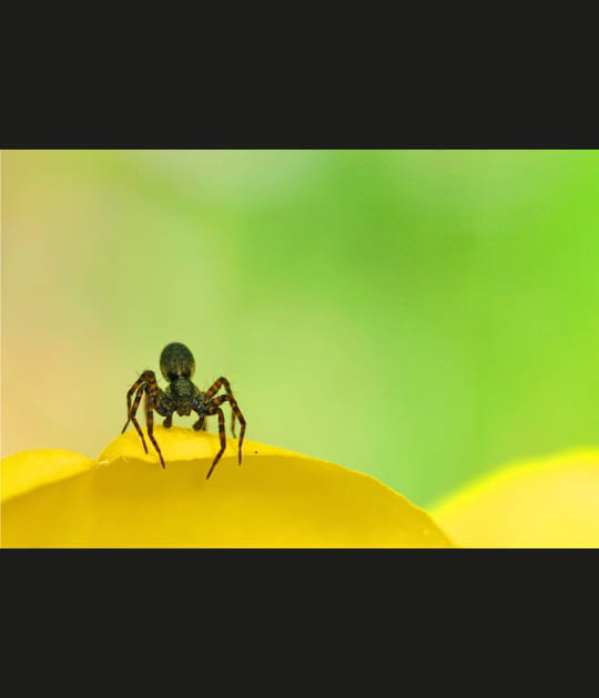 L'araign&eacute;e et la tulipe