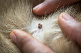 Cette fonctionnalité cachée du téléphone permet de savoir si un chien a des tiques