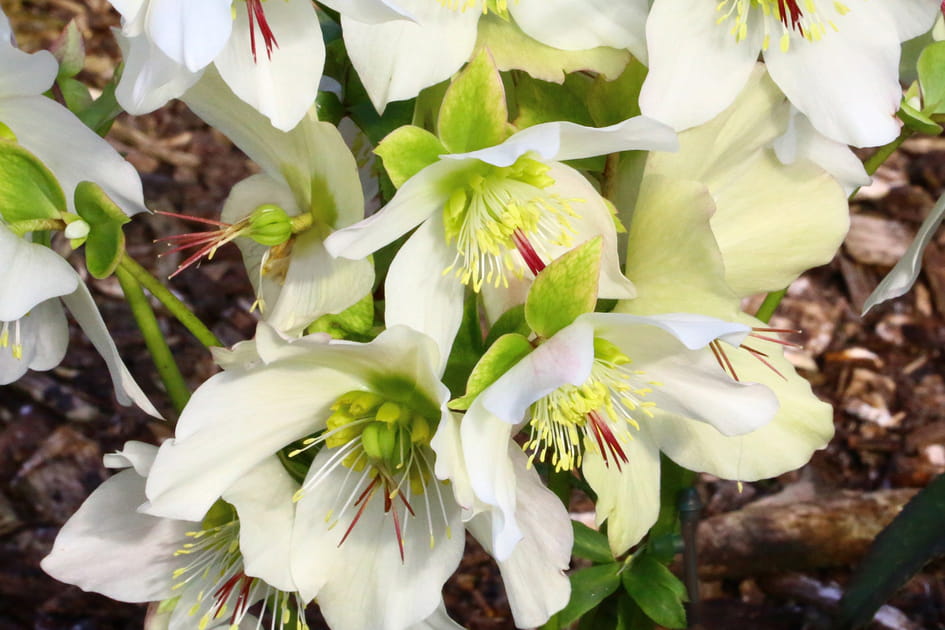 Des fleurs en hiver : Helleborus &quot;HGC Paradenia&quot;