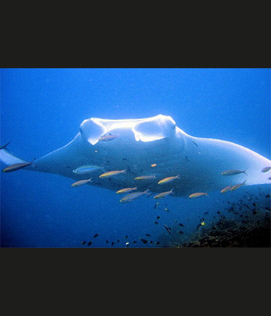 Rencontre avec &quot;le diable des mers&quot;