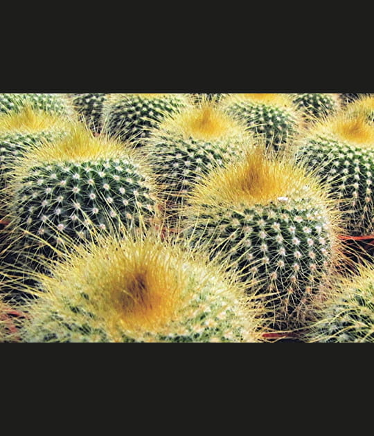 Cactus ananas