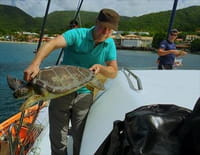 Allez savoir... : En Martinique, les tortues se cachent pour grandir