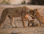 L'Afrique à l'état sauvage