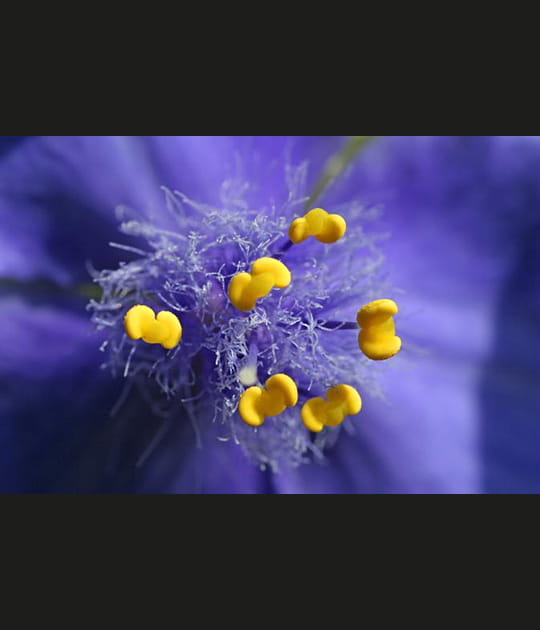 Pistil