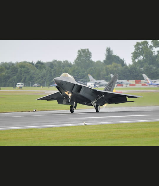 Rapace en voie d'extinction